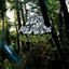 Cover Old Growth