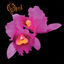 Cover Orchid