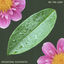 Cover Be the Leaf