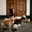Cover Chiens