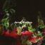 Cover Seven Wonders