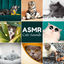 Cover ASMR Cats Sounds: Purring, Hissing, Meowing, Eating