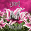 Cover HER MIND (BLOSSOM EDITION)
