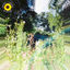Cover Sunflower