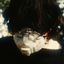 Cover butterfly skin