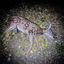 Cover crocodile eyes