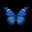 Cover Butterflies