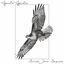 Cover Aguila Aguile