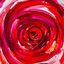 Cover Can I Call You Rose? (Cover)