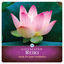 Cover Reiki