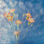 Cover Limited