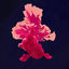 Cover goldfish