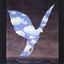Cover See