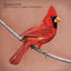 Cover Old Crows / Young Cardinals