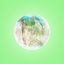 Cover Palms