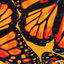 Cover Butterflies