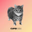 Cover Cupid Oiia