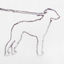 Cover portrait of a dog