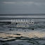 Cover Animalia