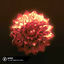 Cover Happier