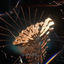 Cover SPARK