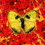 Cover Shivers