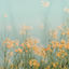 Cover Gently