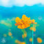 Cover Bloomin