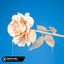 Cover Beautiful Now