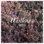 Cover Spring EP