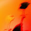 Cover LEAVES