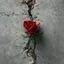 Cover Erste Rose