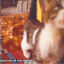 Cover Cat
