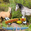 Cover La Cumbia de los Caballos