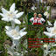 Cover Evergreens - Medleys