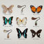 Cover Mariposas (Studio Live)