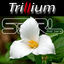 Cover Trillium (feat. Sara)