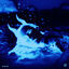 Cover Blue Tick