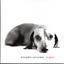 Cover Dogbox