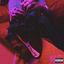 Cover blkswn