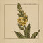 Cover Great Mullein