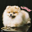 Cover Creamy