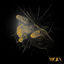 Cover inthedarK