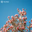 Cover Flowers
