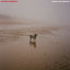 Cover UOMINI CANI GABBIANI