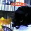 Cover Pack Up The Cats