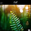 Cover Flora