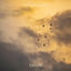 Cover Countdown