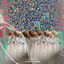 Cover Burakia