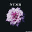 Cover Numb